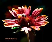 A honey bee foraging on Gaillardia during The Golden Hour in a Vacaville garden. (Photo by Kathy Keatley Garvey)